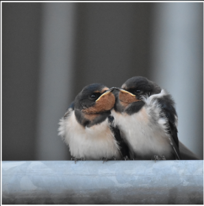 貴方の知らない鳥の世界