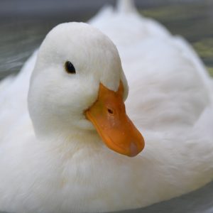 突撃！隣のアヒルごはん